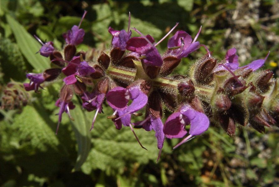 2004-04-16-040-Ajuga
