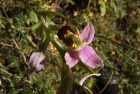 2004-04-16-042-Orchid