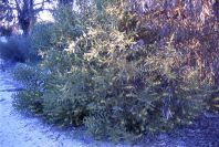 2005-02-15-001-Camino-Verde