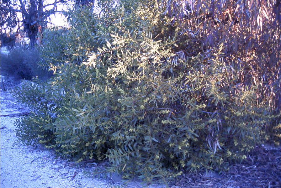 2005-02-15-001-Camino-Verde