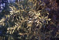 2005-02-15-002-Camino-Verde