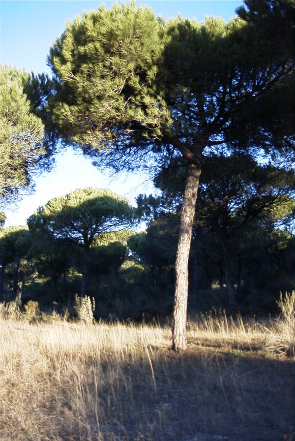 2005-02-15-010-Camino-Verde