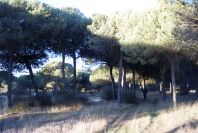 2005-02-15-012-Camino-Verde