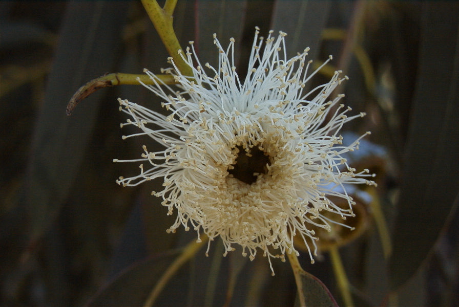 2005-02-15-015-Eucalyptus