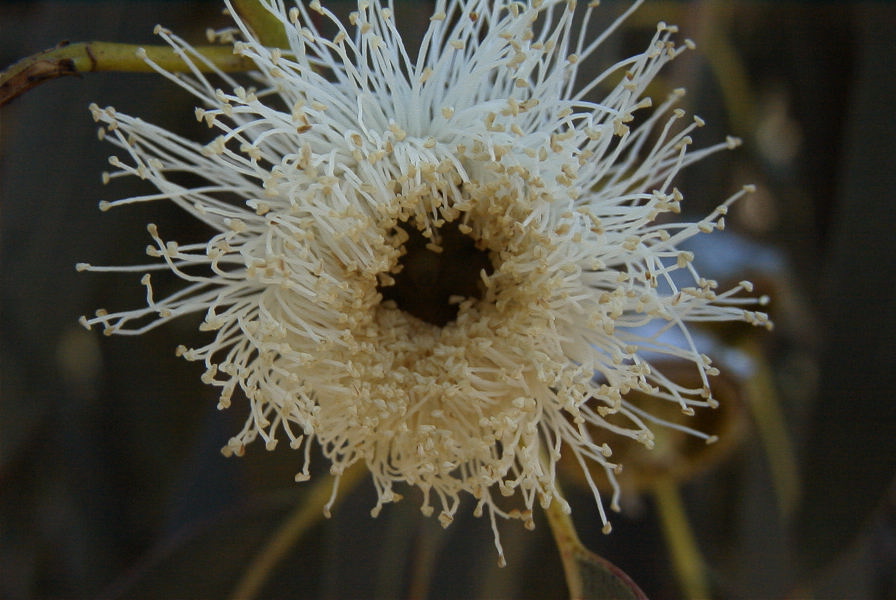 2005-02-15-016-Eucalyptus