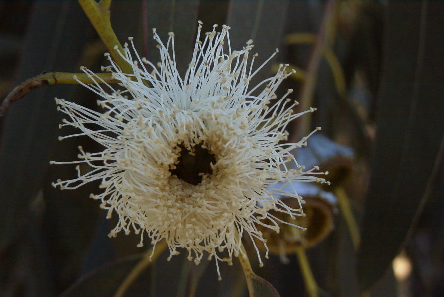 2005-02-15-018-Eucalyptus