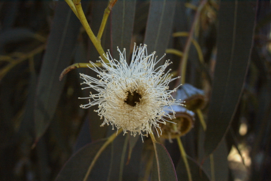 2005-02-15-019-Eucalyptus