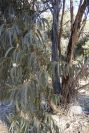 2005-02-15-022-Eucalyptus
