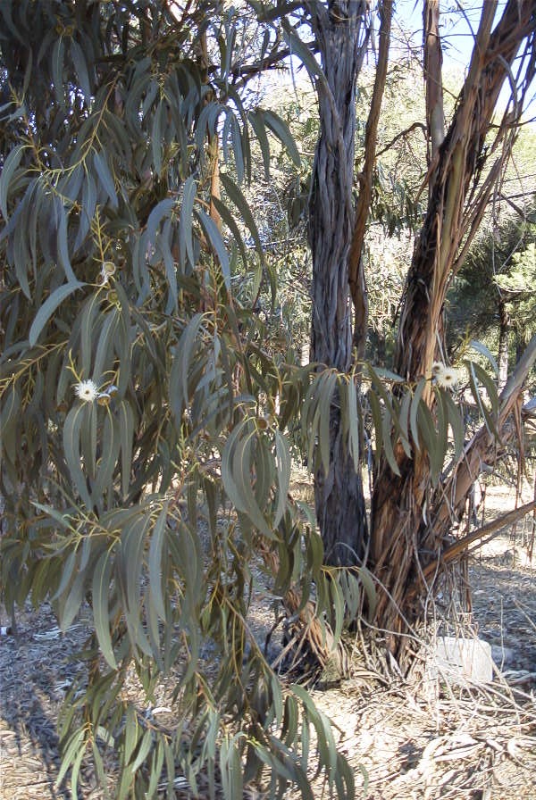2005-02-15-022-Eucalyptus