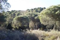 2005-02-15-030-Camino-Verde