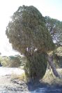 2005-02-15-031-Camino-Verde