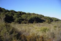 2005-02-15-032-Camino-Verde