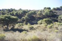 2005-02-15-033-Camino-Verde