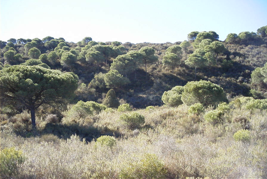 2005-02-15-033-Camino-Verde