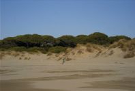 2005-02-17-013-Matalascanas-walk