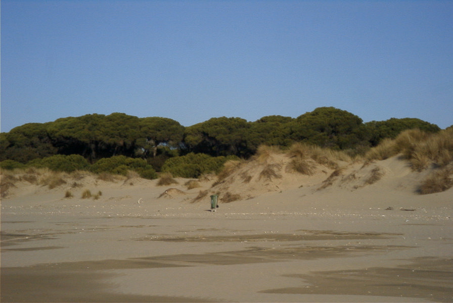 2005-02-17-013-Matalascanas-walk