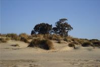 2005-02-17-014-Matalascanas-walk