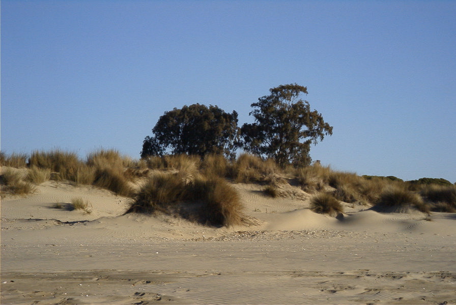 2005-02-17-014-Matalascanas-walk