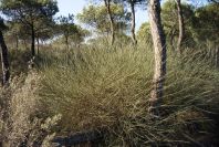 2005-02-18-002-Pine-Woods