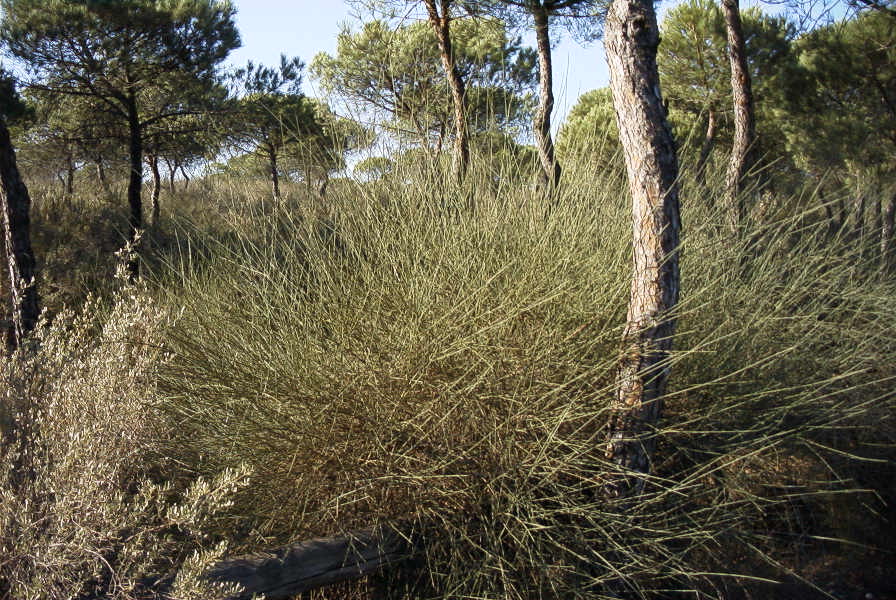 2005-02-18-002-Pine-Woods