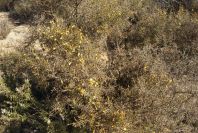 2005-02-18-006-Gorse-maybe