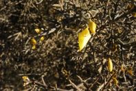 2005-02-18-007-Gorse-maybe