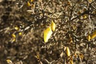 2005-02-18-008-Gorse-maybe