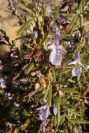2005-02-18-009-Rosemary