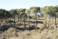 2005-02-18-012-Pine-Woods