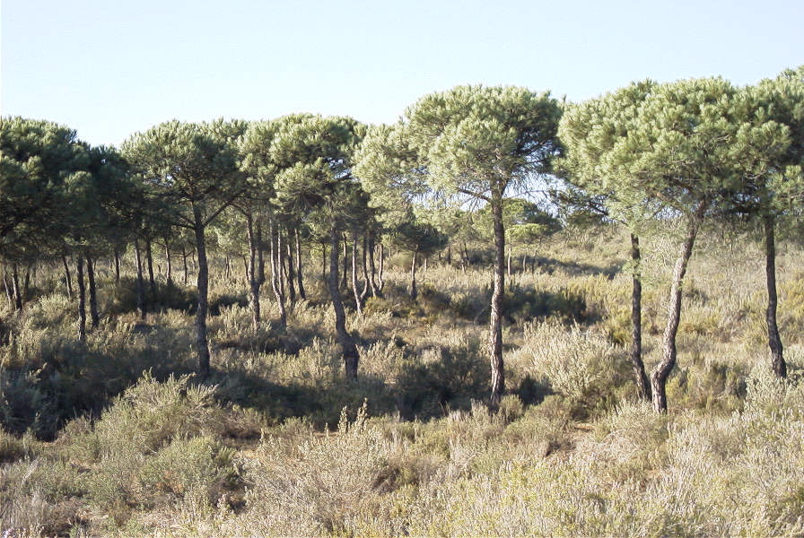 2005-02-18-012-Pine-Woods