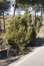 2005-02-18-013-Pine-Woods