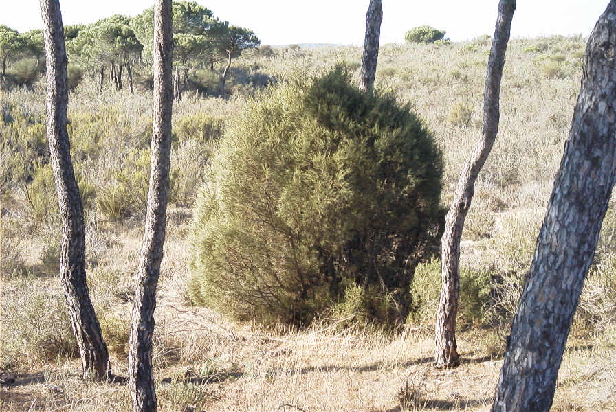 2005-02-18-015-Pine-Woods