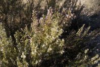 2005-02-18-016-Rosemary