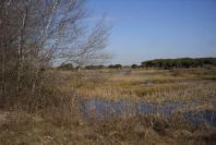 2005-02-18-023-Wetlands