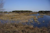 2005-02-18-024-Wetlands