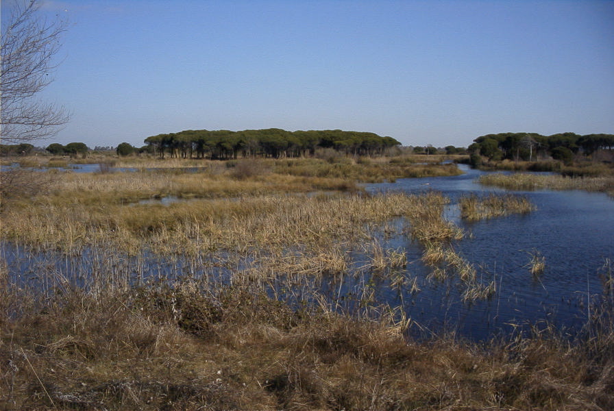 2005-02-18-024-Wetlands