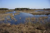 2005-02-18-025-Wetlands