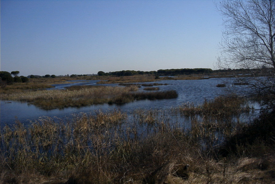 2005-02-18-026-Wetlands