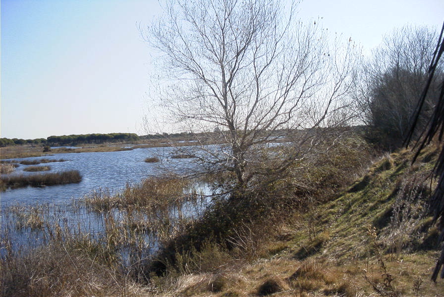 2005-02-18-027-Wetlands