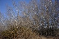 2005-02-18-028-Winter-Trees