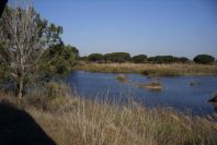 2005-02-18-029-Wetlands