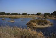 2005-02-18-030-Wetlands