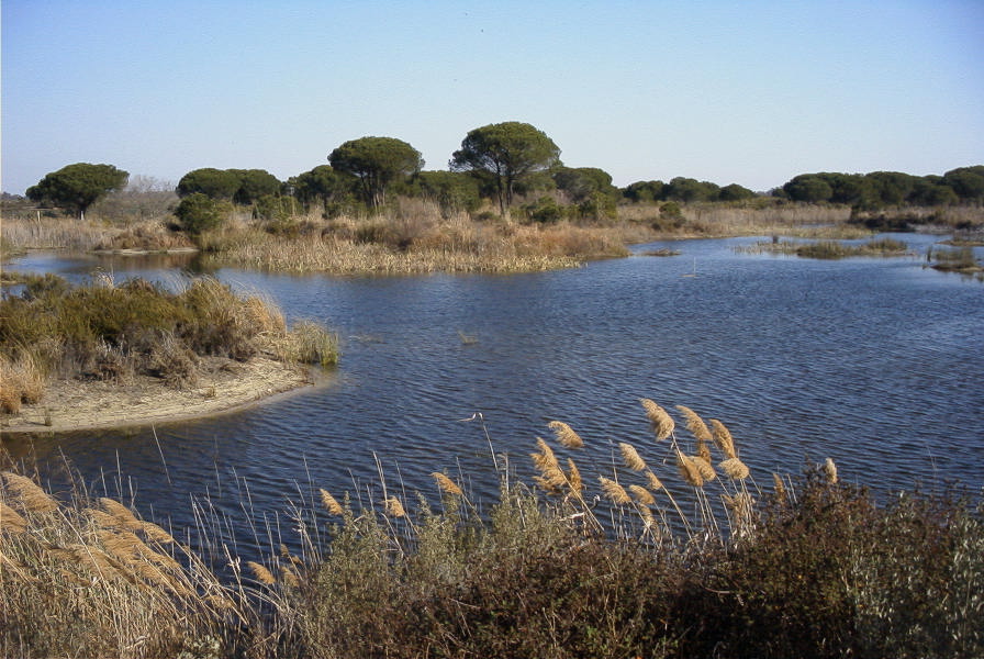 2005-02-18-031-Wetlands