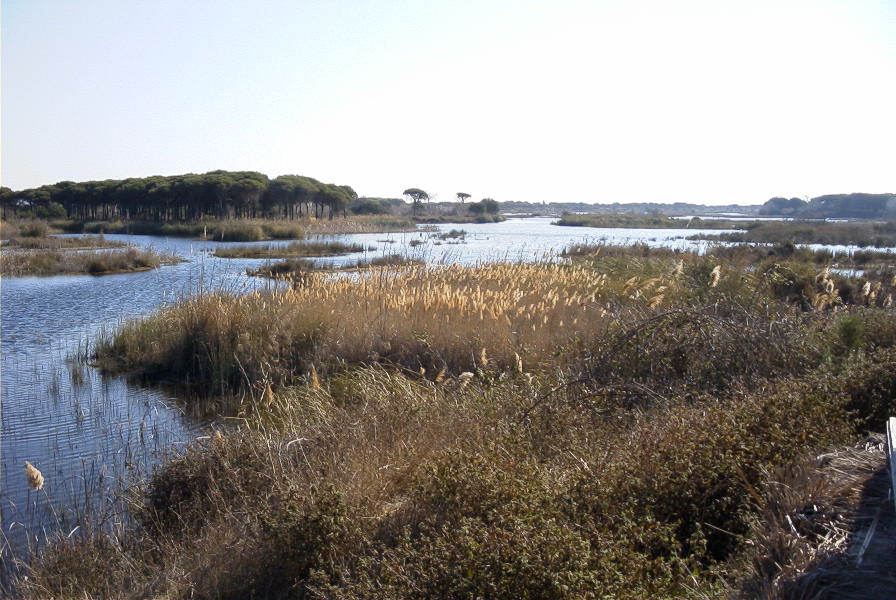 2005-02-18-033-El-Acebuche