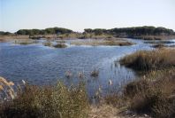 2005-02-18-033-Wetlands