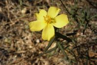 2005-02-18-036-Rock-Rose