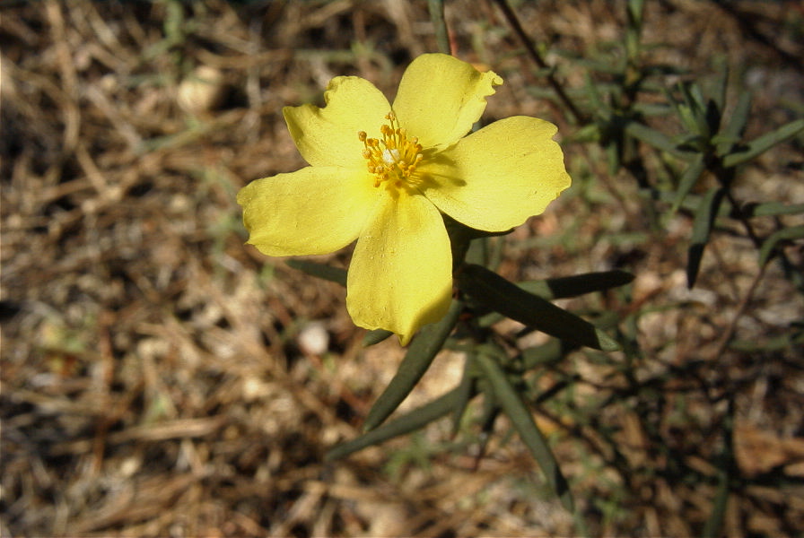 2005-02-18-036-Rock-Rose