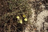 2005-02-18-039-Rock-Rose