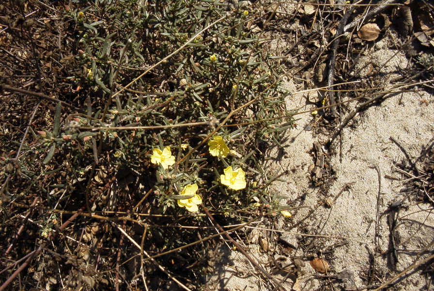 2005-02-18-039-Rock-Rose