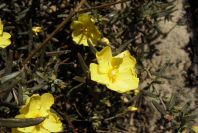 2005-02-18-040-Rock-Rose